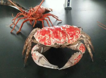 虾蟹动物标本